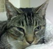 A picture of #NS04499: Dartmore a Domestic Short Hair tabby/white