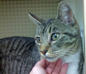 [picture of Dartmore, a Domestic Short Hair tabby/white cat]