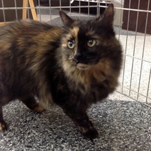 [another picture of Honey, a Domestic Long Hair tortoiseshell\ cat] 