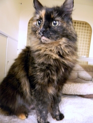 [picture of Honey, a Domestic Long Hair tortoiseshell cat]