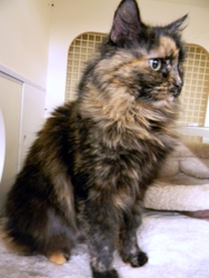 [picture of Honey, a Domestic Long Hair tortoiseshell cat]