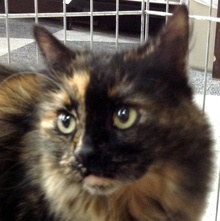 [picture of Honey, a Domestic Long Hair tortoiseshell\ cat] 