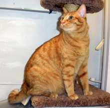 [another picture of Durango, a Domestic Short Hair orange tabby\ cat] 