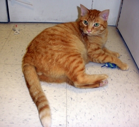 [picture of Durango, a Domestic Short Hair orange tabby cat]