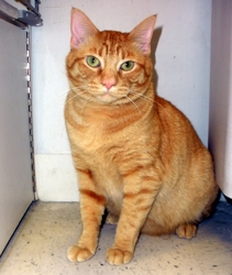 [picture of Durango, a Domestic Short Hair orange tabby cat]