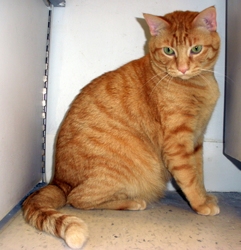 [picture of Durango, a Domestic Short Hair orange tabby cat]