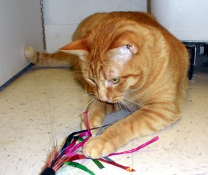 [picture of Durango, a Domestic Short Hair orange tabby cat]