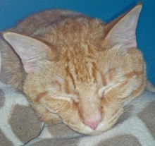 [picture of Durango, a Domestic Short Hair orange tabby\ cat] 