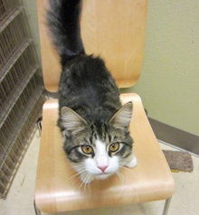 [another picture of Vasha, a Domestic Medium Hair brown tabby/white\ cat] 