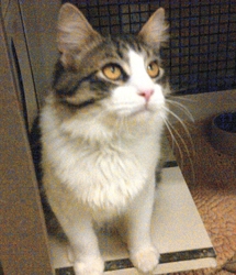 [picture of Vasha, a Domestic Medium Hair brown tabby/white cat]