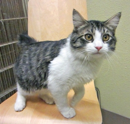 brown short haired tabby