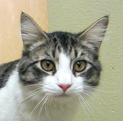 [picture of Vasha, a Domestic Medium Hair brown tabby/white cat]