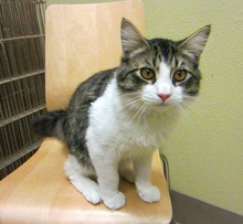 Adopted Ns04502 Vasha