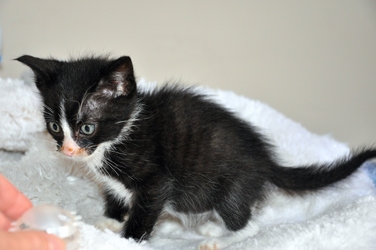 [picture of Jack, a Domestic Short Hair black/white cat]