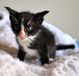 [picture of Jack, a Domestic Short Hair black/white cat]