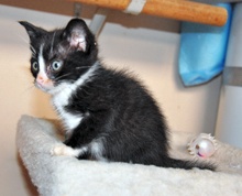 [picture of Jack, a Domestic Short Hair black/white\ cat] 