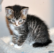 [another picture of Ralphie, a Domestic Short Hair tabby\ cat] 