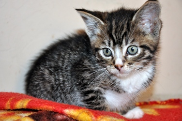 [picture of Ralphie, a Domestic Short Hair tabby cat]