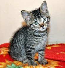 [another picture of Dino, a Domestic Short Hair tabby\ cat] 