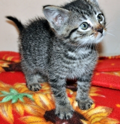 [picture of Dino, a Domestic Short Hair tabby cat]