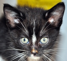 [another picture of Noelle, a Domestic Short Hair black/white\ cat] 