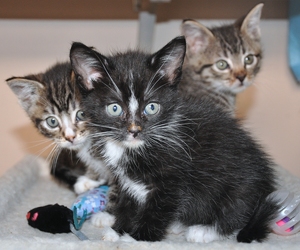 [picture of Noelle, a Domestic Short Hair black/white cat]