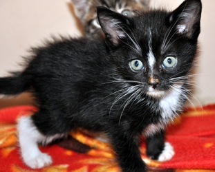 [picture of Noelle, a Domestic Short Hair black/white cat]