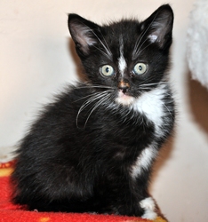 [picture of Noelle, a Domestic Short Hair black/white cat]