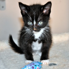 [picture of Noelle, a Domestic Short Hair black/white\ cat] 