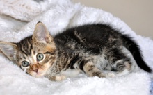 [another picture of Marble, a Domestic Short Hair tabby\ cat] 