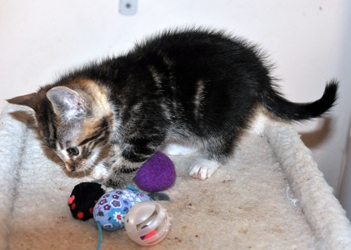 [picture of Marble, a Domestic Short Hair tabby cat]