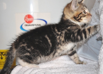 [picture of Marble, a Domestic Short Hair tabby cat]