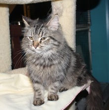 [another picture of Dahlia, a Maine Coon-x brown tabby\ cat] 