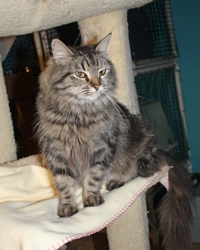 [picture of Dahlia, a Maine Coon-x brown tabby cat]