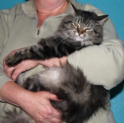 [picture of Dahlia, a Maine Coon-x brown tabby cat]