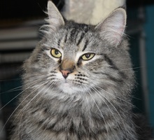 [picture of Dahlia, a Maine Coon-x brown tabby\ cat] 