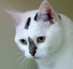 A picture of #NS04528: Pickles a Domestic Short Hair white/brown tabby