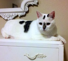 [another picture of Pickles, a Domestic Short Hair white/brown tabby\ cat] 