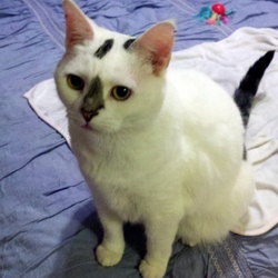 [picture of Pickles, a Domestic Short Hair white/brown tabby cat]