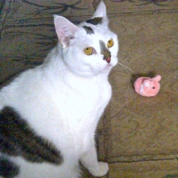 [picture of Pickles, a Domestic Short Hair white/brown tabby cat]