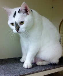 [picture of Pickles, a Domestic Short Hair white/brown tabby cat]