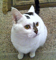 [picture of Pickles, a Domestic Short Hair white/brown tabby cat]