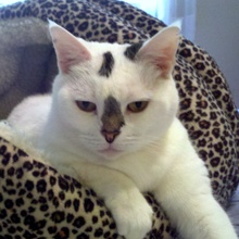 [picture of Pickles, a Domestic Short Hair white/brown tabby\ cat] 