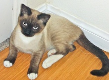 [another picture of Finius, a Siamese/Domestic Short Hair-x sealpoint\ cat] 