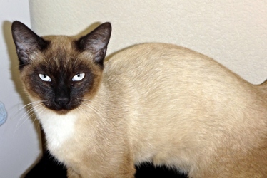 [picture of Finius, a Siamese/Domestic Short Hair-x sealpoint cat]