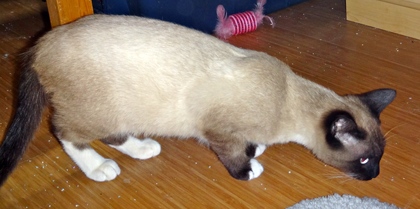 [picture of Finius, a Siamese/Domestic Short Hair-x sealpoint cat]