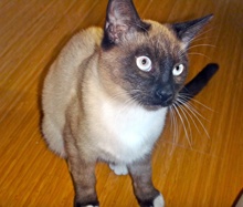 [picture of Finius, a Siamese/Domestic Short Hair-x sealpoint\ cat] 