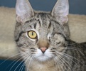 A picture of #NS04543: One-eyed Jack a Domestic Short Hair tabby