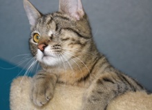 [another picture of One-eyed Jack, a Domestic Short Hair tabby\ cat] 