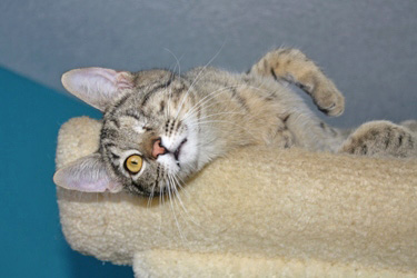 [picture of One-eyed Jack, a Domestic Short Hair tabby cat]
